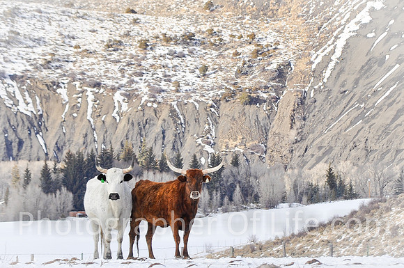 Longhorns, Highway 9, Near Green Mountain Reservoir, CO