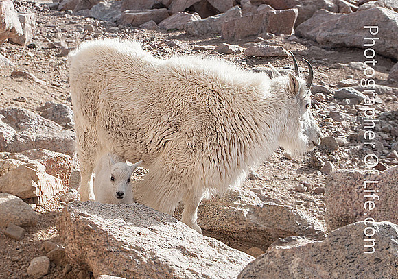 Nannie and her week old babie