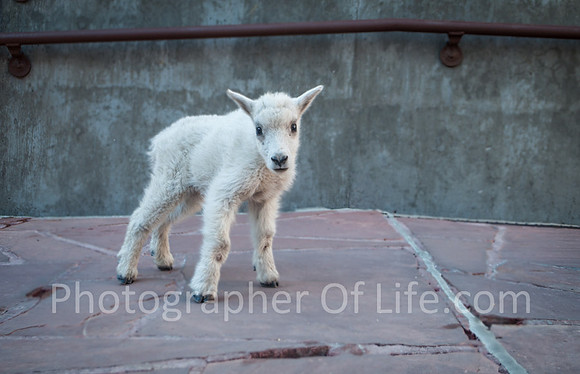 Week old baby mountain goats