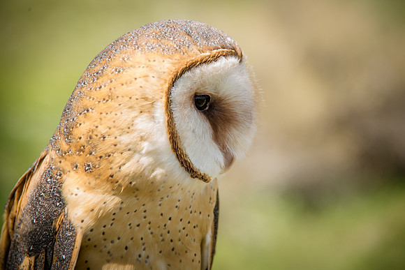 Owls