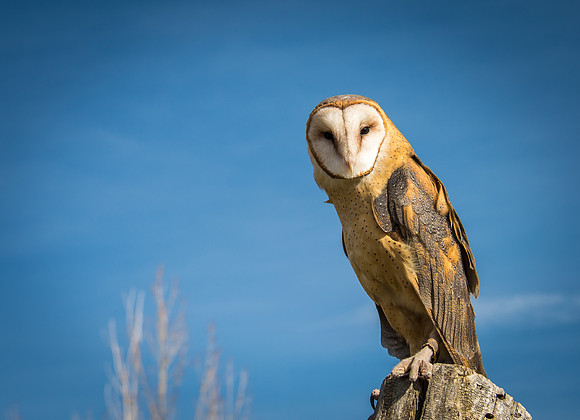 Owls