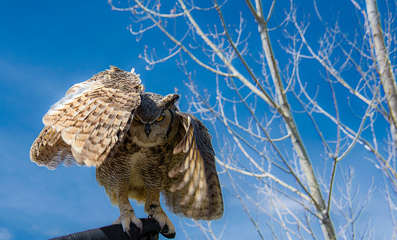 Owls
