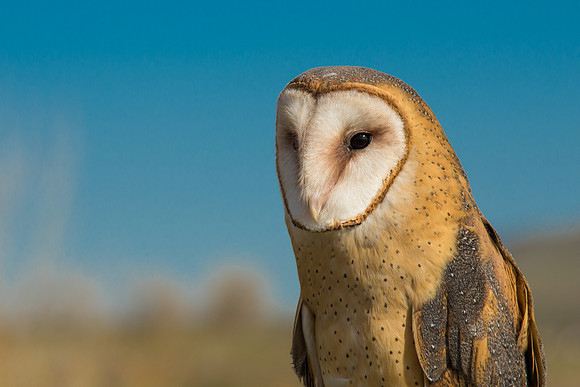 Owls