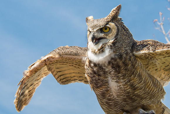 Owls