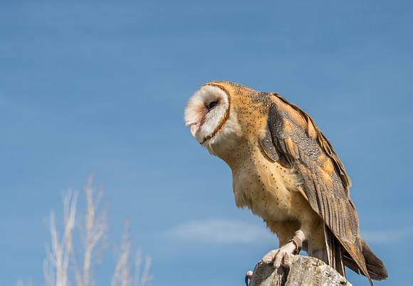 Owls