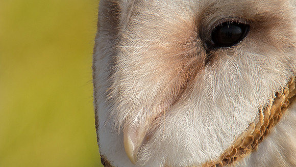 Owls