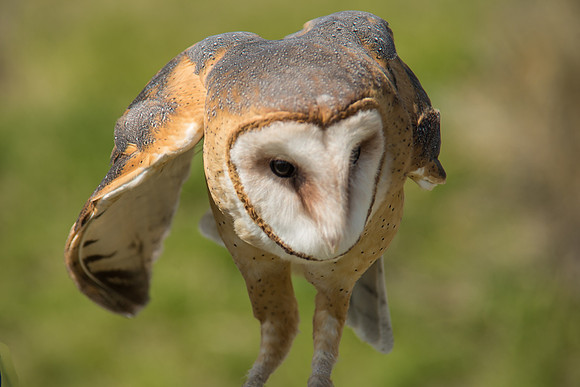 Owls