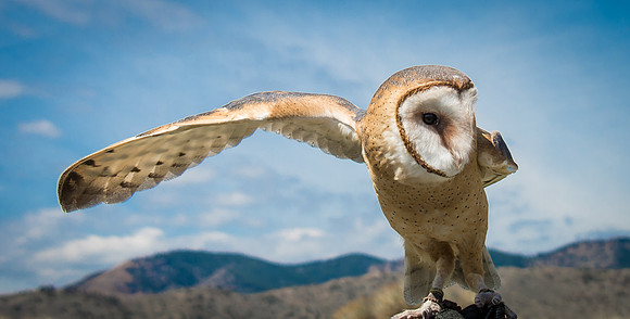 Owls