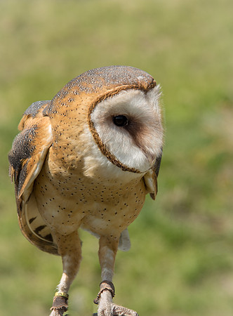 Owls