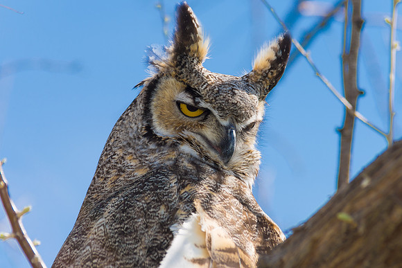 Owls