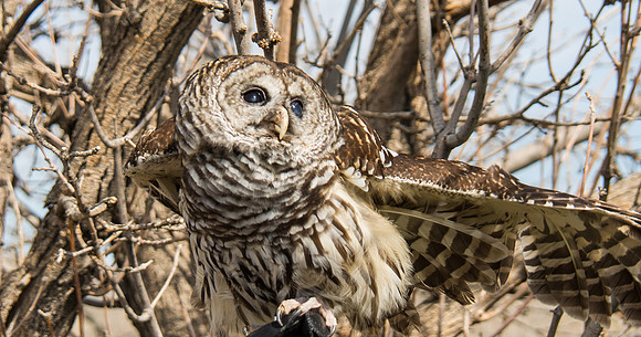Owls