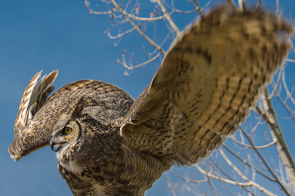 Owls
