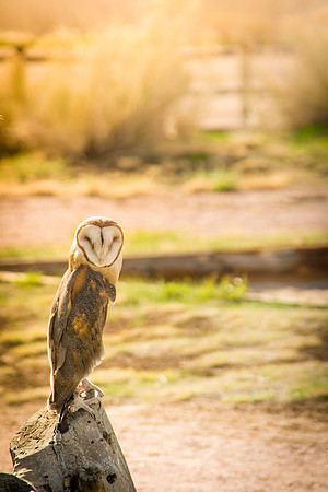 Owls