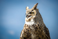 Owls