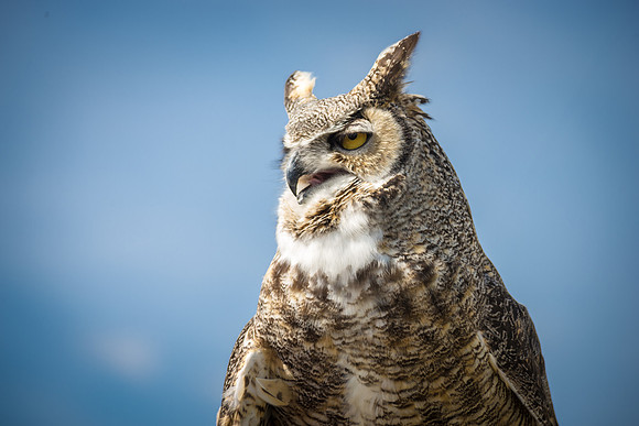 Owls