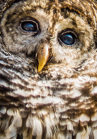 Owls