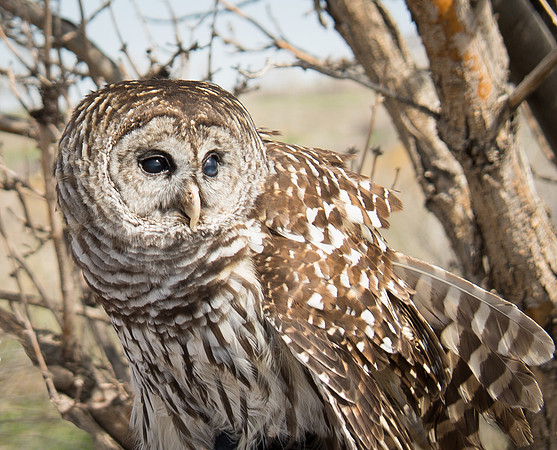 Owls