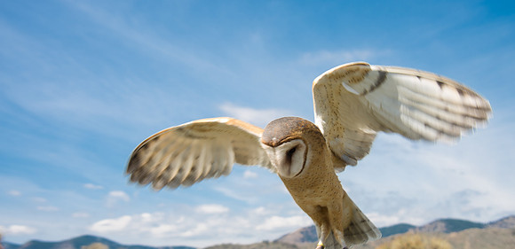 Owls