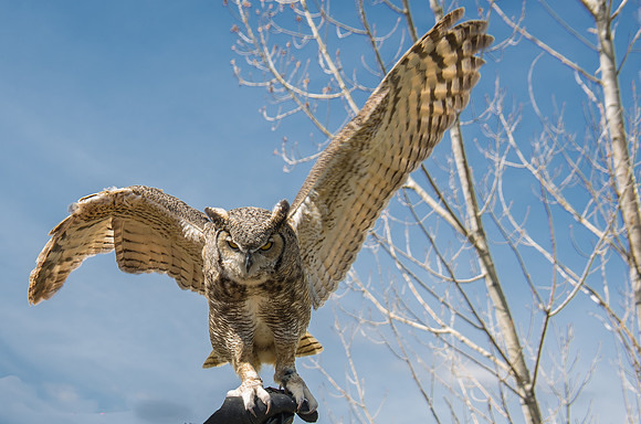 Owls