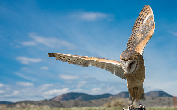 Owls