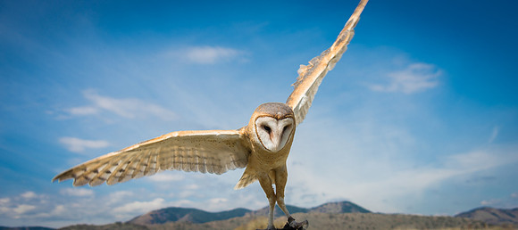 Owls
