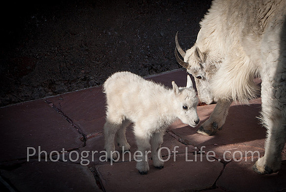 Week old baby Mountain Sheep.