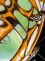 Butterflies and Insects