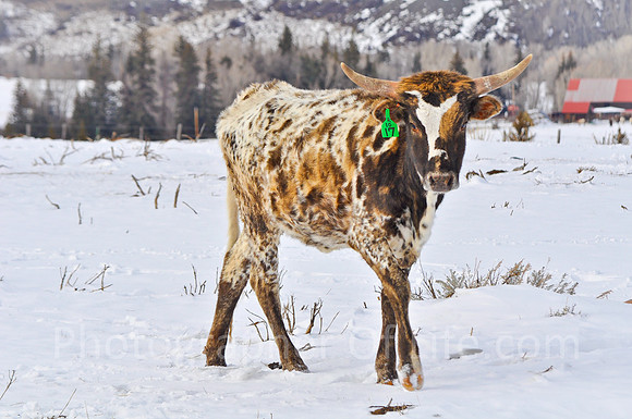 Longhorns, Highway 9, Near Green Mountain Reservoir, CO