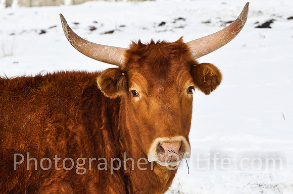 Longhorns, Highway 9, Near Green Mountain Reservoir, CO